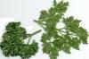 Parsley Petroselinum crispum